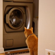 Illustration for article titled Cat Vs. Washing Machine (My Poor Cat Part II)